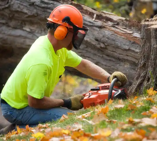 tree services Audubon